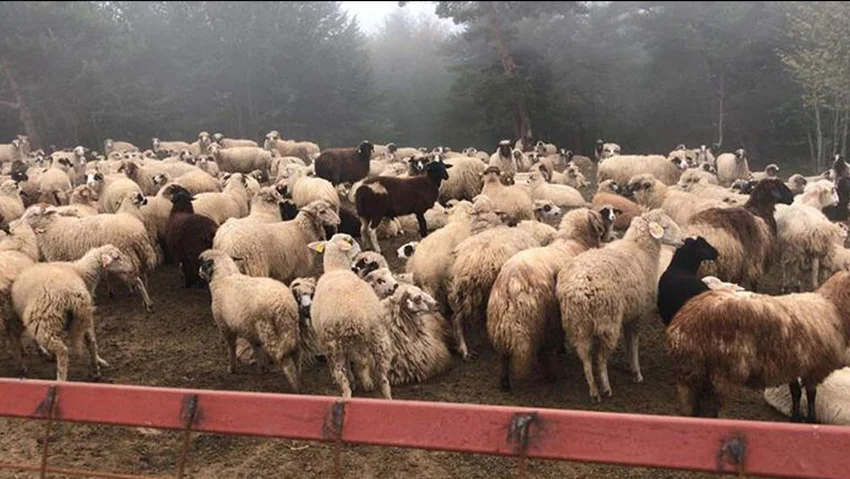 İstanbulda akılalmaz vurgun...