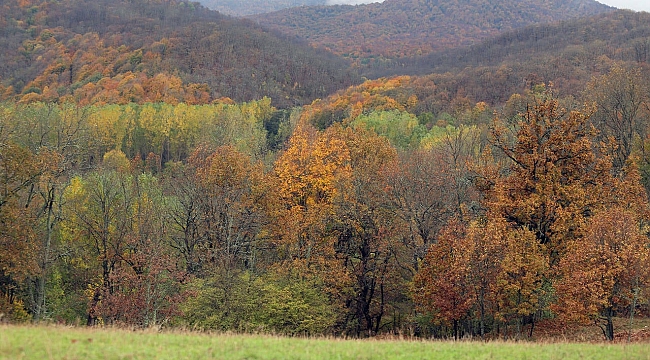 Erdoğan imzaladı: 8 ilde bazı alanlar orman sınırları dışına çıkartıldı